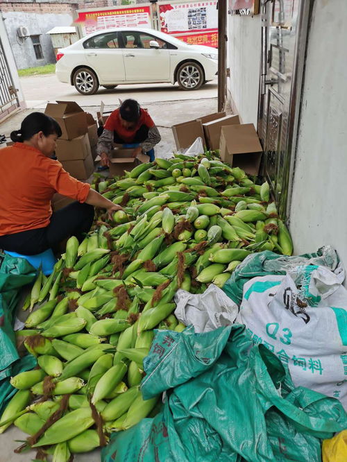 農產品開啟云銷售模式，助力戰疫扶貧攻堅