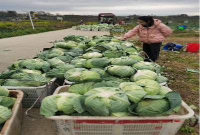 食用農(nóng)產(chǎn)品零售市場新觀察 品質(zhì)、渠道與消費(fèi)趨勢的嬗變