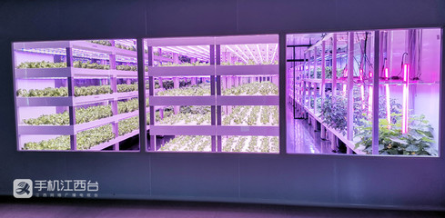 江西力源農(nóng)業(yè) 創(chuàng)新模式，將農(nóng)場“建在”超市，家門口的新鮮體驗(yàn)